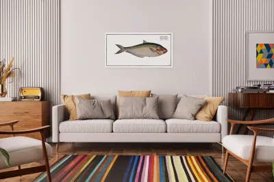 Africain Herring Clupea africana Reproduction