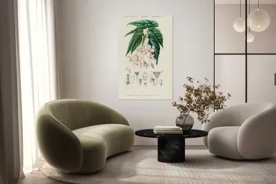 Begonia Begonia incarnata Reproduction