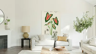 Elephant ear Caladium bicolor Reproduction