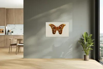 Attacus Atlas Moth Attacus Aurora Reproduction