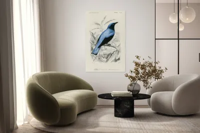 Square-tailed drongo Edoius caerulescens Reproduction