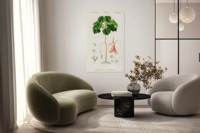 Astrapoea Wallichii Reproduction