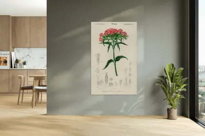 Brazilian gloxinia or Florist gloxinia Gloxinia caulescente Reproduction