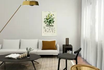 Sea Island cotton gossypium vitifolium Reproduction