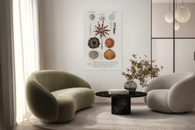 Different types of sea urcnhins Reproduction