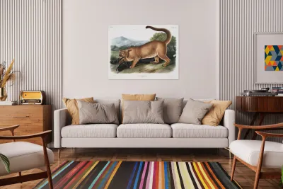 Cougar Felis concolor  Reproduction