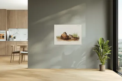 Lecontes Pine Mouse Arvocola pinetorum  Reproduction