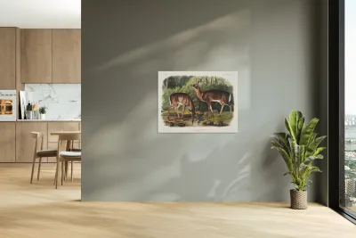 Deer or Virginian Deer Cervus Virginianus  Reproduction