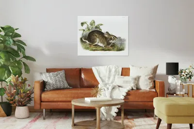 Swamp Hare Lepus aquaticus  Reproduction