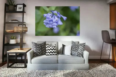 Petites Clochettes Reproduction