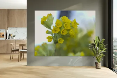 Mes Jolies Reproduction