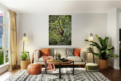 Kabili Sepilok Forest Reserve Orangutans 1 Reproduction