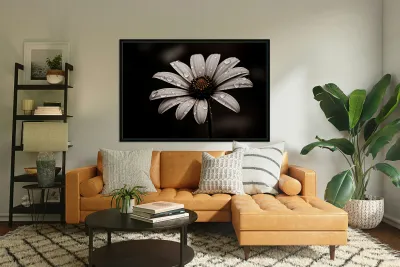 After the Rain – Dew-Kissed Daisy in Monochrome Reproduction