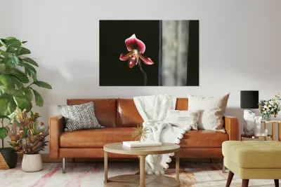 Red Orchid 2 Reproduction