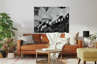 Solomon Seal Reproduction