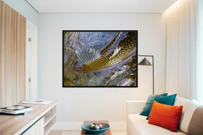 Trout Dorsal Fin Reproduction