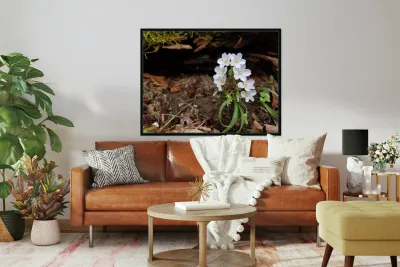 Spring Beauties Reproduction