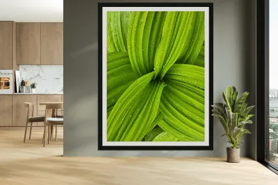 False Hellebore Reproduction