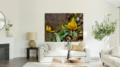 Trout Lilies Reproduction