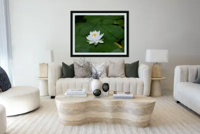 Water Lily 1 Reproduction