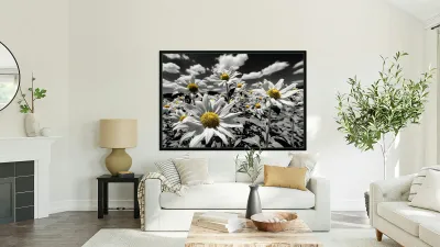 Whispers of Light – Monochrome Daisy Field Print Reproduction