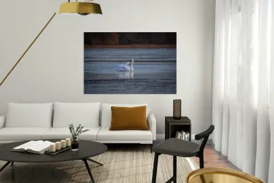 McLaughlin Bay Wildlife Reserve Swans Reproduction