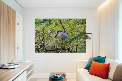 Boat-Billed Heron 1 Reproduction