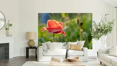 Pretty Poppy Reproduction