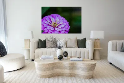 Glistening Purple Zinnia  Reproduction