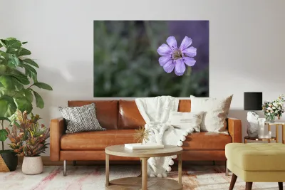 Mauve Melody Reproduction