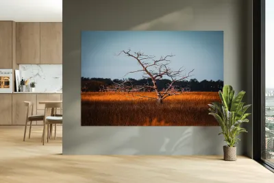 Silent Solitude Reproduction