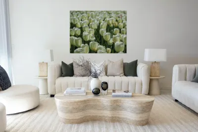 Field Of White Tulips Reproduction