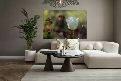 Snow White Reproduction