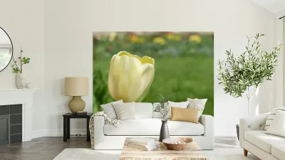 Soft as Yellow Reproduction