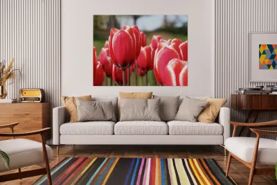 Look at Us Reproduction