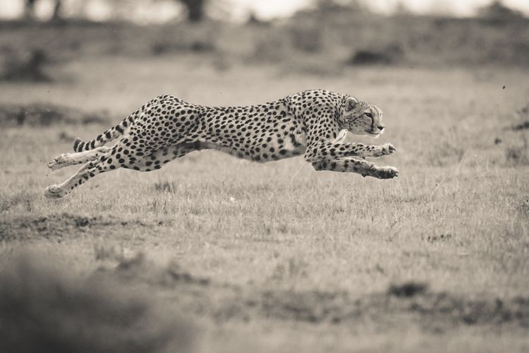5 Tips for Capturing Stunning Wildlife Photography