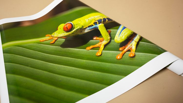 Pictorem’s Glossy Photo Paper Deserves a Place in Your Next Print Project
