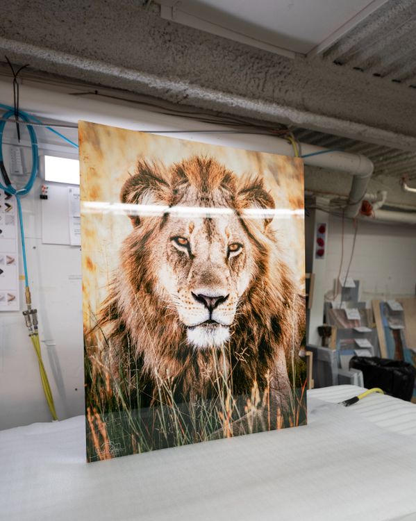 HD Metal Print